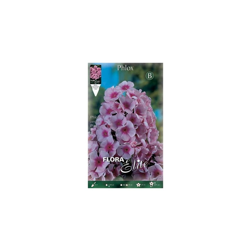 Φλοξ Paniculata Pink 844973